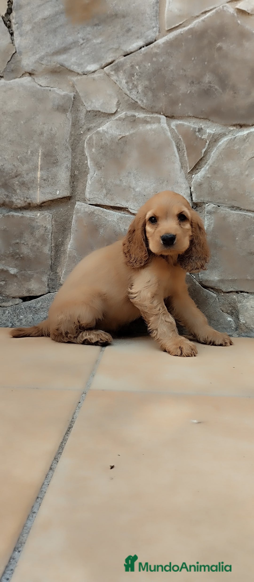 Cocker Spaniel Inglés perros en venta: Cocker spaniel ingles  - Imagen 2