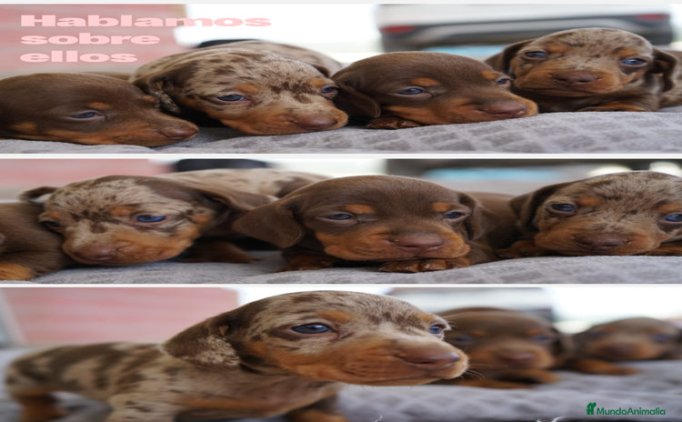 Teckel Miniatura perros - Propaganda 1