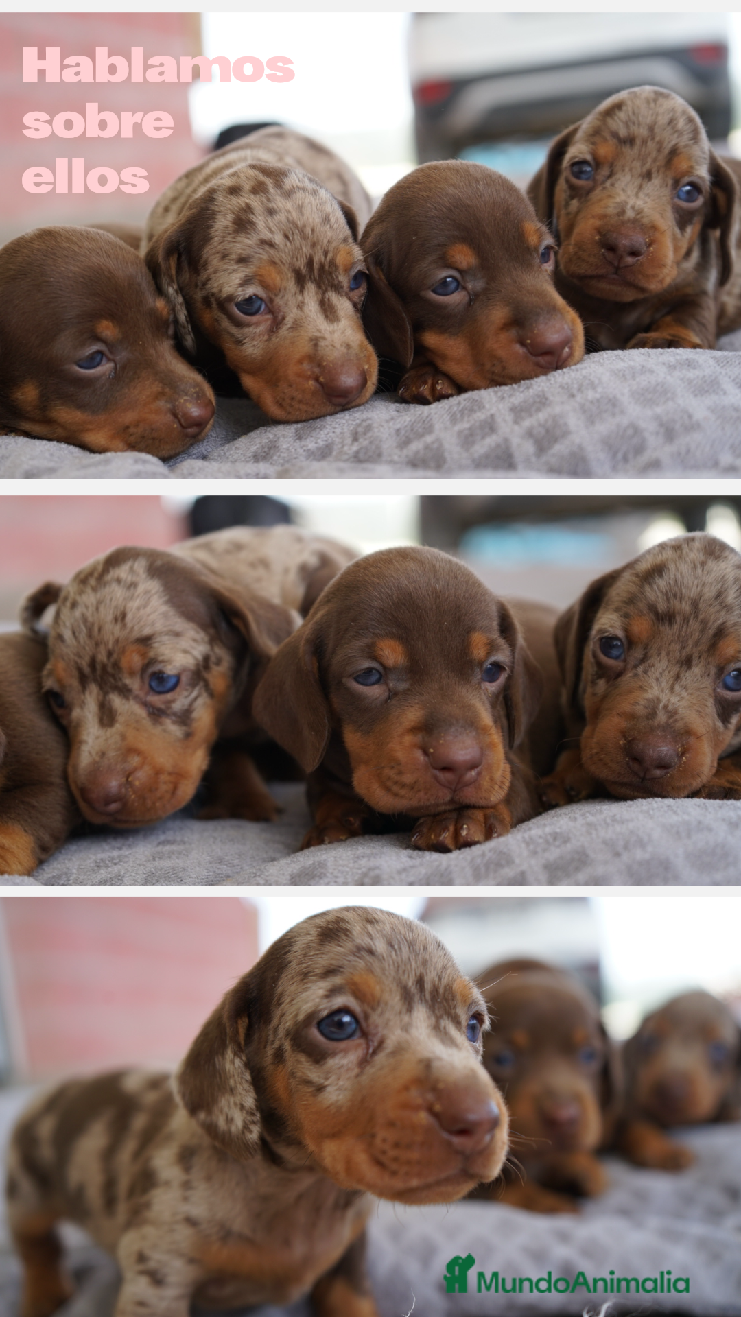 Teckel Miniatura perros en venta: ☀️ FRISCO, SUNNY Y PAO, TRES TECKEL MINIATURA ☀️ - Imagen 1