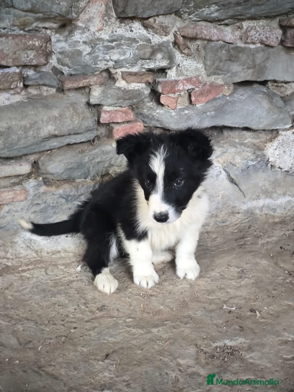 Border Collie perros Cachorros border collie varios colores! - Anuncio 19