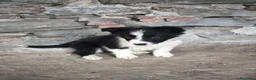 Border Collie perros en venta: Cachorros border collie varios colores! - Anuncio 8