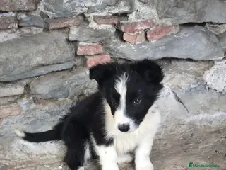 Border Collie perros Cachorros border collie varios colores! - Anuncio 2