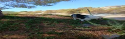 Pastor Australiano perros en venta: PASTOR AUSTRALIANO  - Anuncio 5