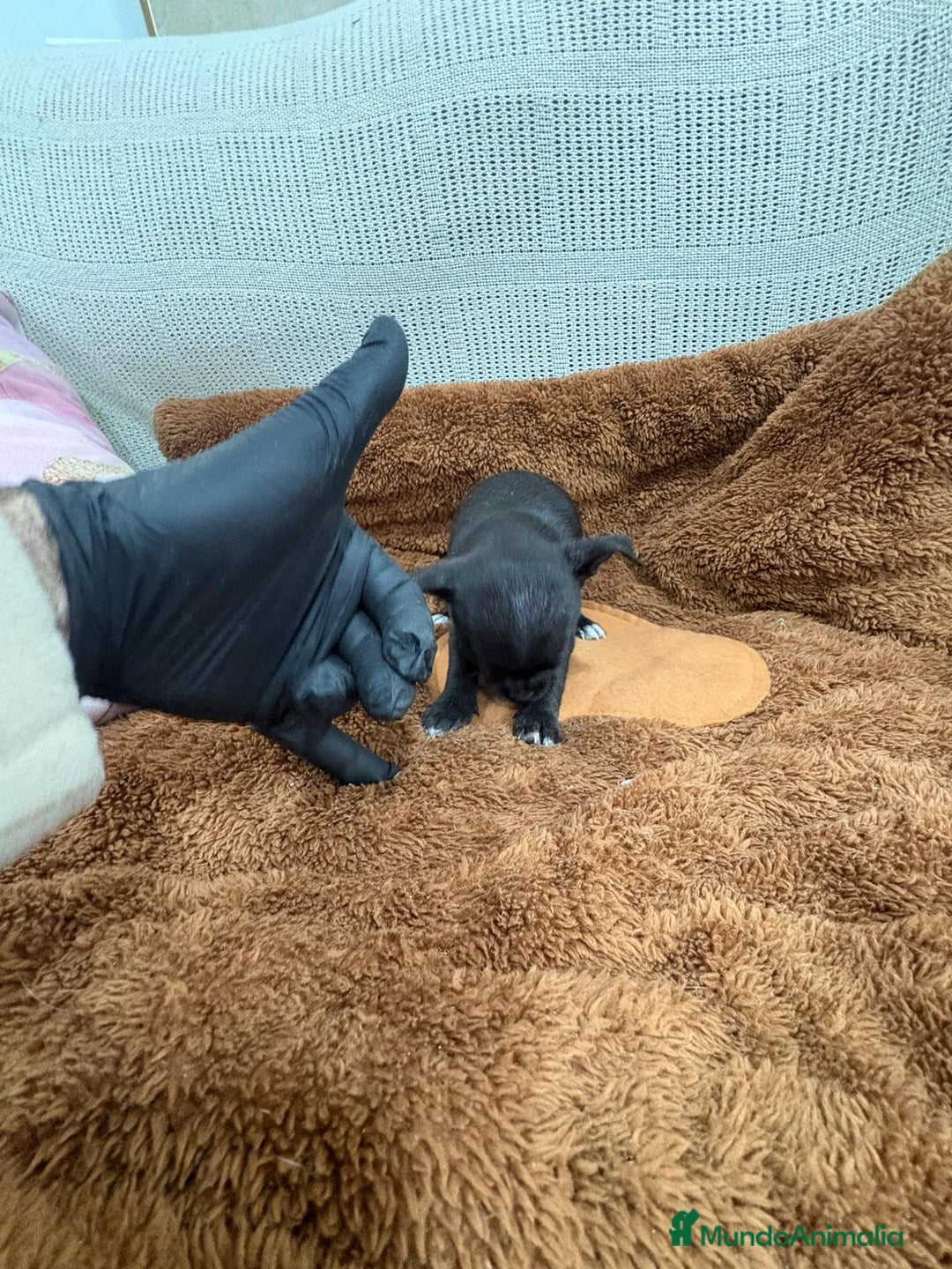 Chihuahua perros en venta: Chihuahua toy negro - Anuncio 6