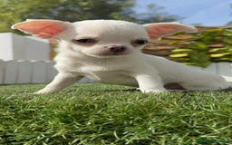 Chihuahua perros en venta: CHIHUAHUA MACHO - Imagen 25