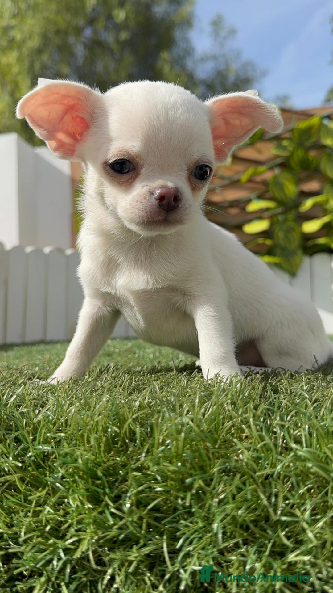 Chihuahua perros en venta: CHIHUAHUA MACHO - Imagen 25
