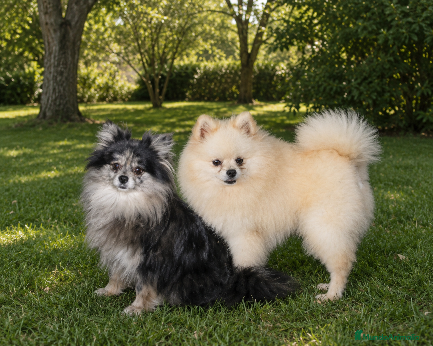 Pomerania perros Próxima camada de Pomerania con pedigree  - Anuncio 1