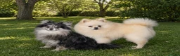 Pomerania perros en venta: Próxima camada de Pomerania con pedigree  - Anuncio 1