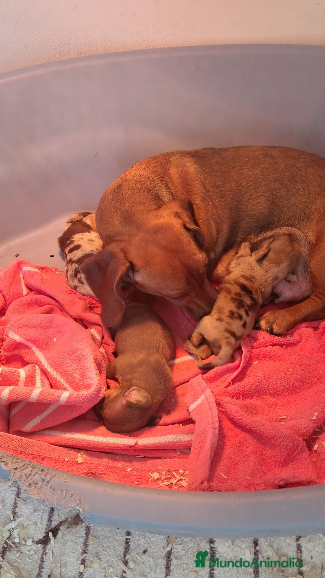 Teckel perros en venta: Bebés Teckels (perro salchicha) - Anuncio 5