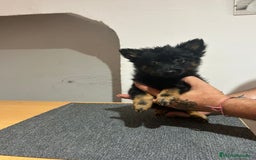 Pomerania perros en venta: Pomerania  - Imagen 3