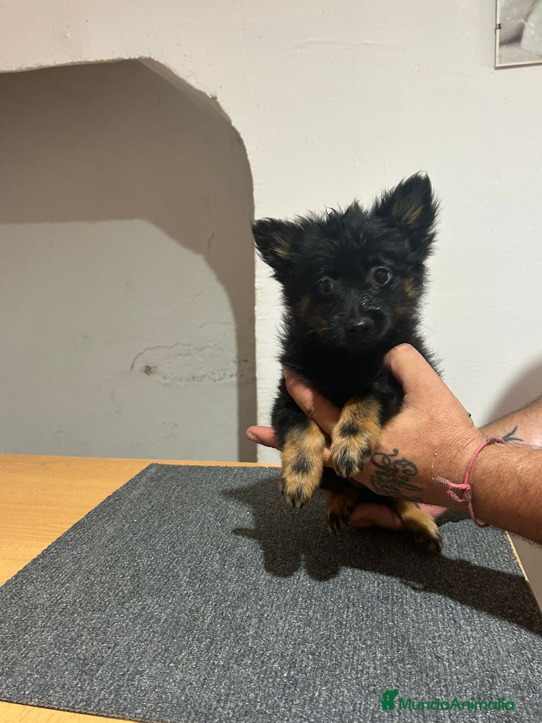Pomerania perros en venta: Pomerania  - Imagen 3