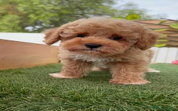 Raza Mixta perros en venta: CANICHE MACHO - Imagen 8