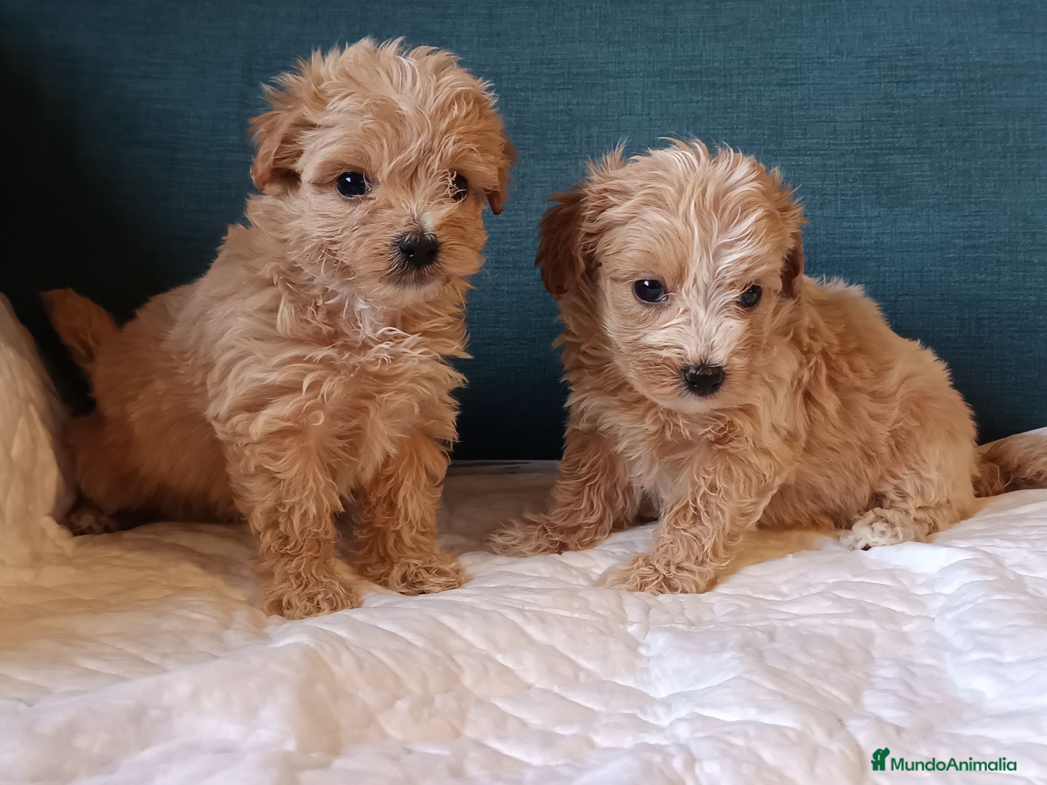 Maltipoo perros Maltipoo de excelente calidad  - Anuncio 2