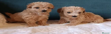 Maltipoo Cachorro 5