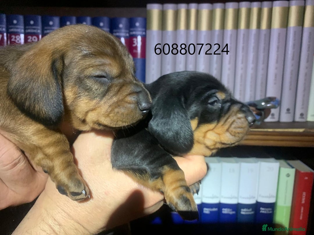 Teckel perros en venta: Teckel Standard pelo corto - Imagen 5