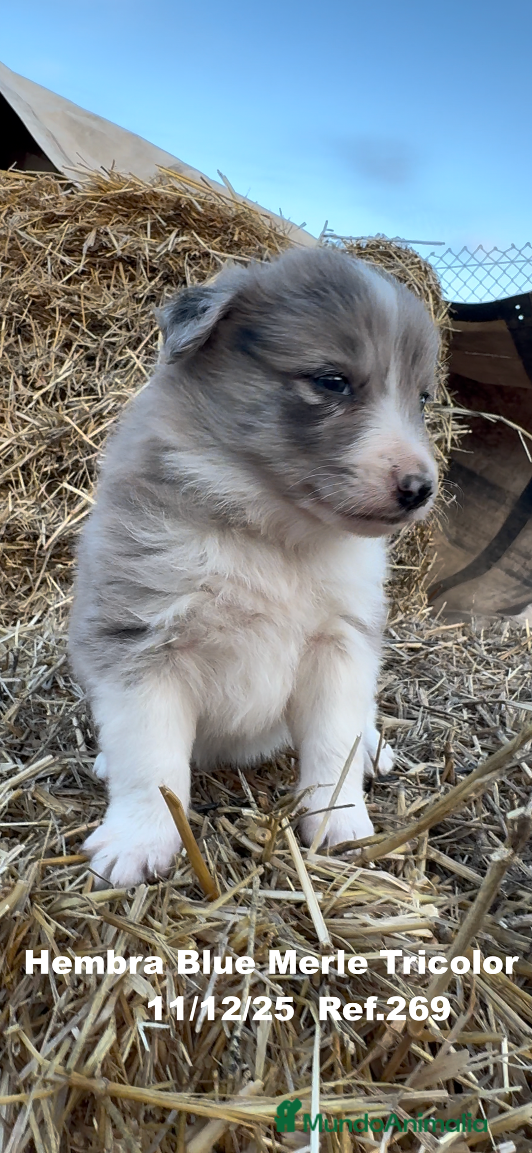 Border Collie perros en venta: Border Collie - Anuncio 8