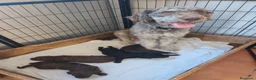 Perro de Agua Español perros en venta: Perros de agua Prao Toro 🤎🖤 - Anuncio 10