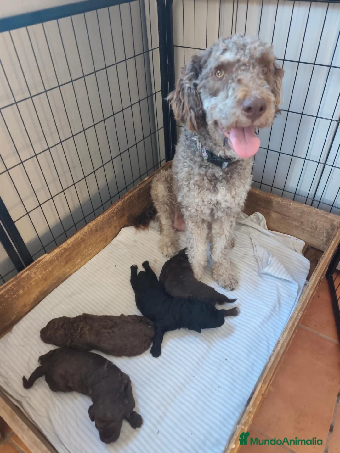 Perro de Agua Español perros en venta: Perros de agua Prao Toro 🤎🖤 - Anuncio 10