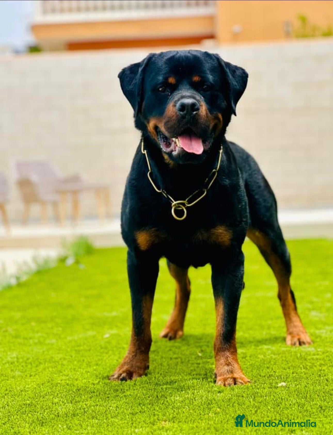Rottweiler perros Disponible rottweiler adulto con pedigree - Anuncio 2