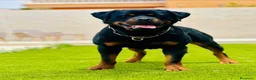 Rottweiler perros en venta: Disponible rottweiler adulto con pedigree - Anuncio 1