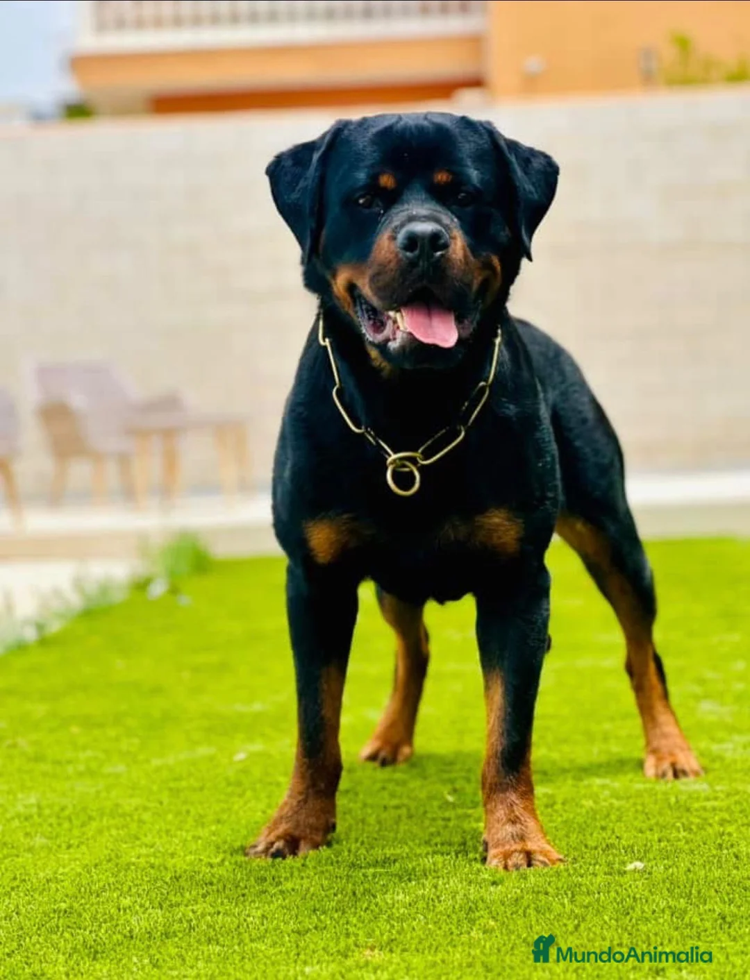 Rottweiler perros en venta: Disponible rottweiler adulto con pedigree - Anuncio 1