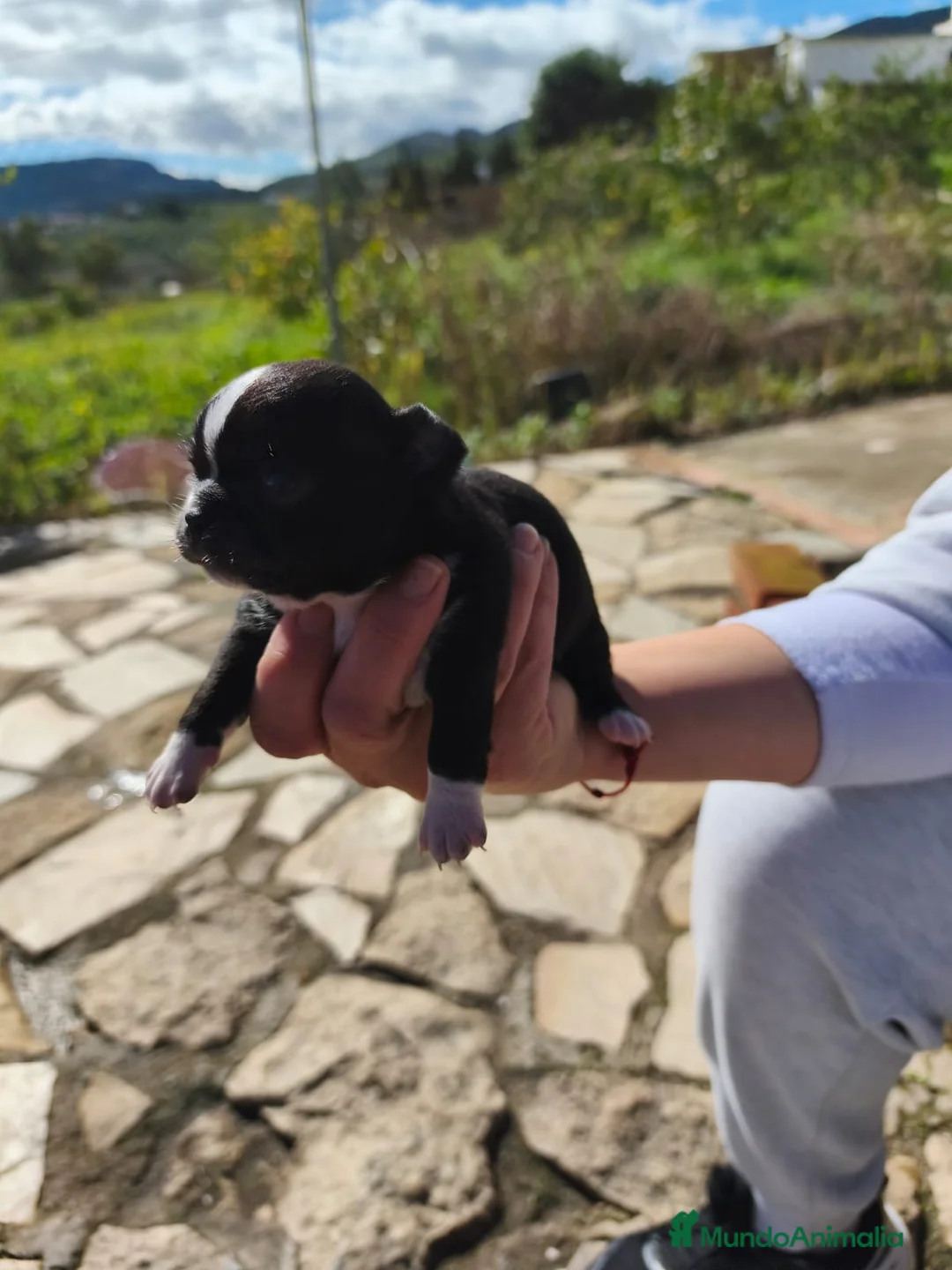 Chihuahua perros en venta: Chihuhuas machos  - Anuncio 6