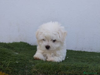 Bichón Maltés perros Bichón maltés Toy de línea americana macho - Anuncio 3
