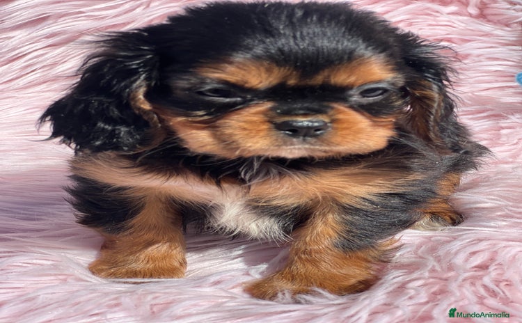 Cavalier King Charles Spaniel perros - Anuncio 6