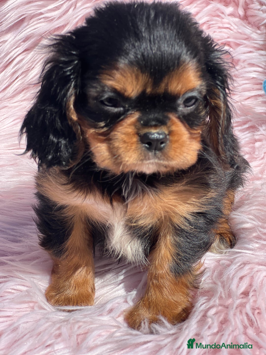 Cavalier King Charles Spaniel perros en venta: Cavalier bicolor  - Imagen 1