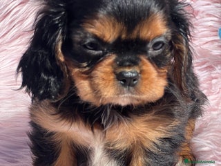 Cavalier King Charles Spaniel perros - Anuncio 30