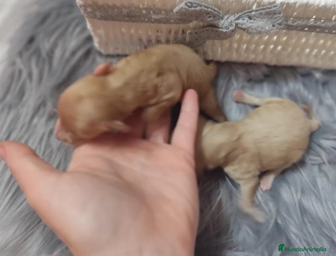 Maltipoo perros en venta: Maltipoo  - Anuncio 3