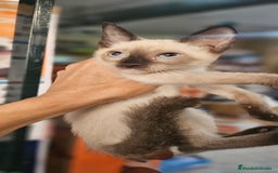 Siamés gatos en venta: Siames - Imagen 8