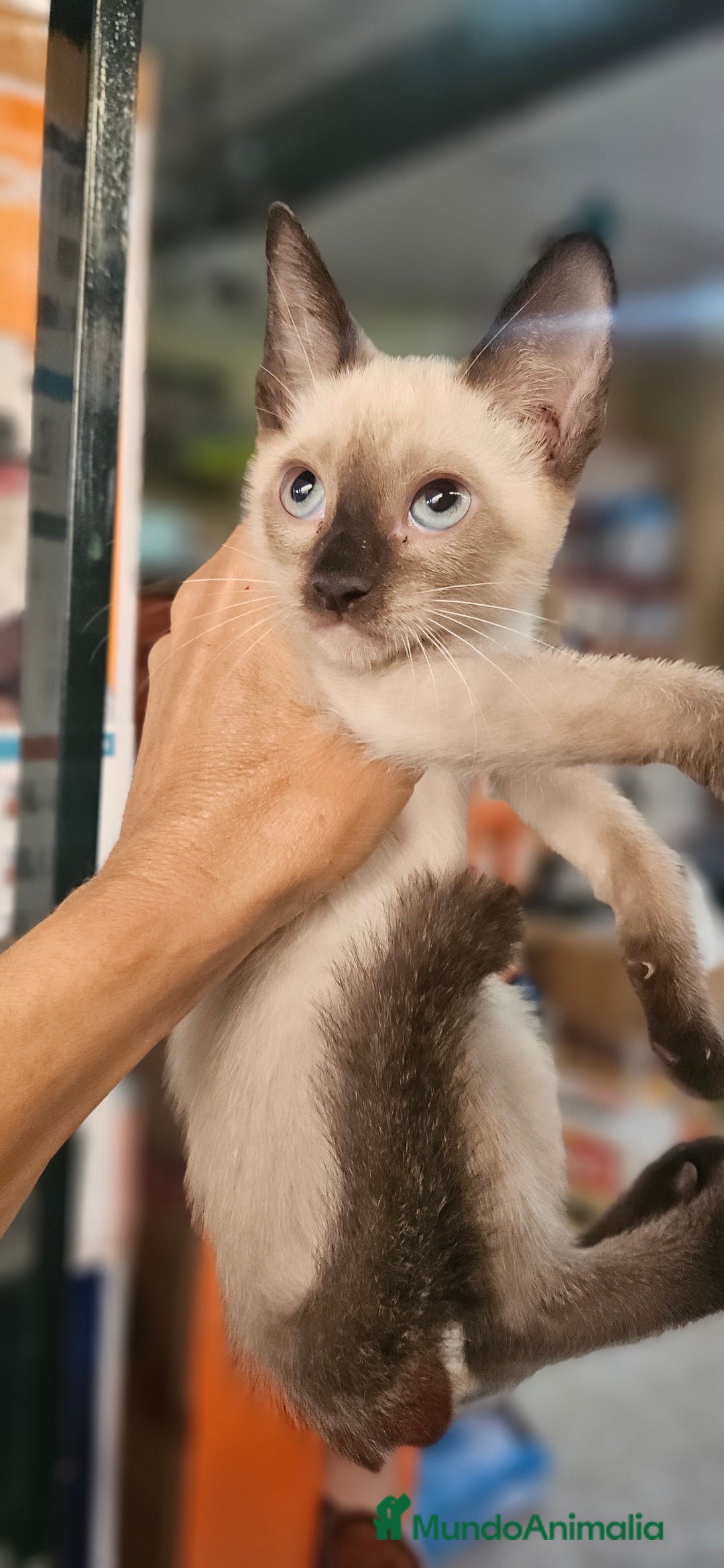 Siamés gatos en venta: Siames - Imagen 8