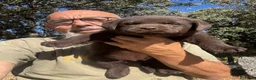 Labrador Retriever perros en venta: Labradores chocolates y negros - Anuncio 12