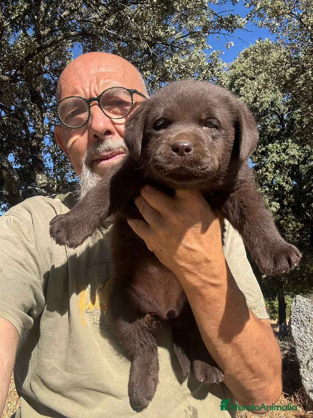 Labrador Retriever perros en venta: Labradores chocolates y negros - Anuncio 12