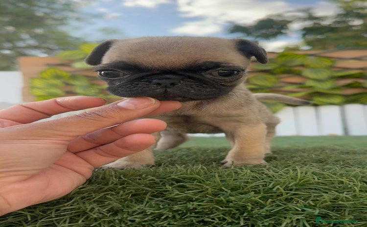 Carlino - Pug perros - Anuncio 5