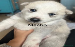 Husky Siberiano perros en venta: HUSKY - Imagen 4