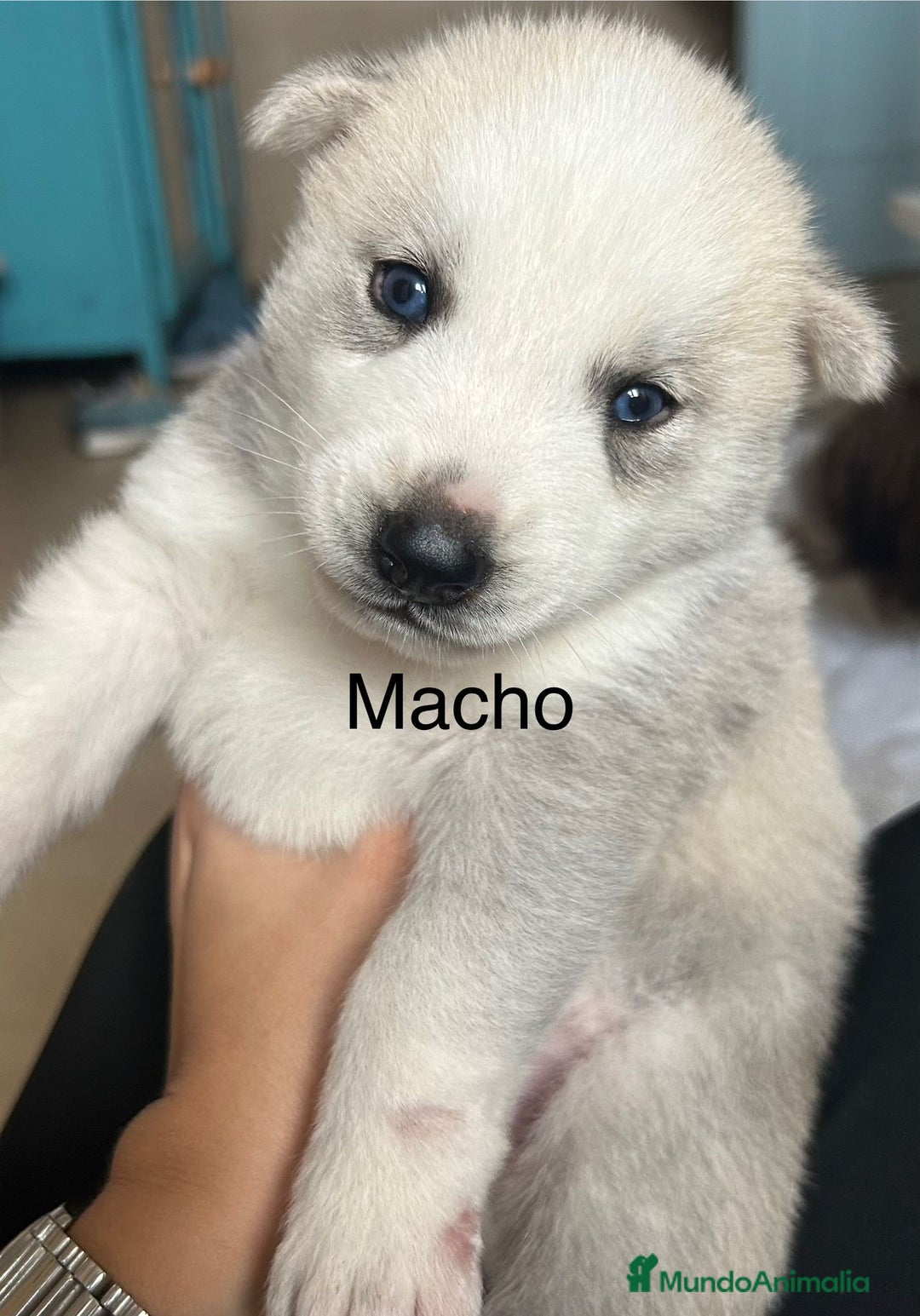 Husky Siberiano perros en venta: HUSKY - Imagen 4