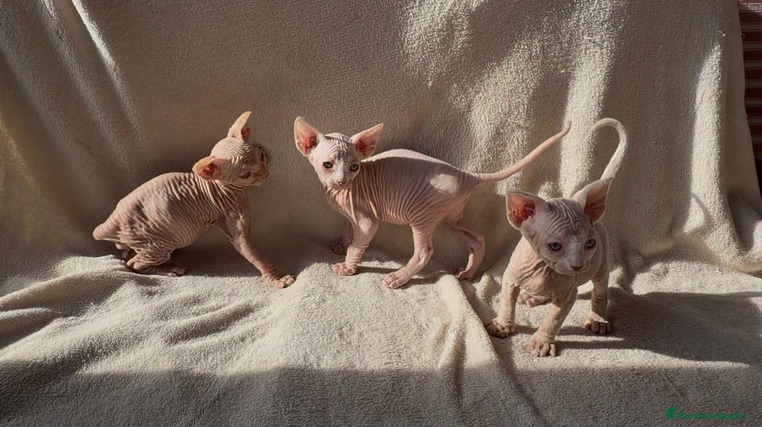 Sphynx gatos en venta: Camada Sphynx preciosa - Anuncio 2
