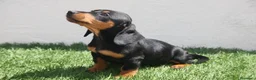 Teckel Miniatura perros en venta: Teckel Miniatura  - Anuncio 17