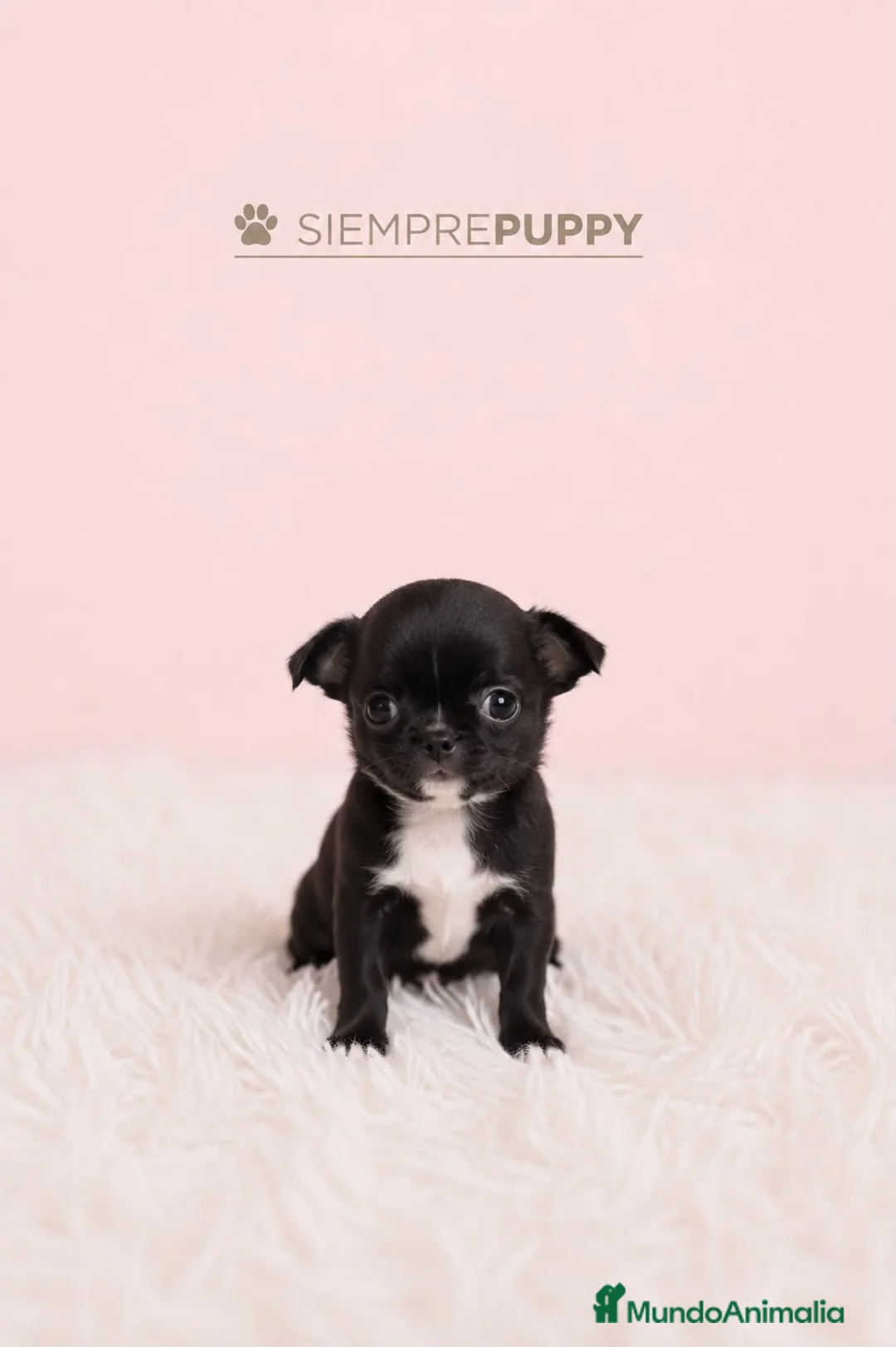 Chihuahua perros en venta: CHIHUAHUA MINI TOY HEMBRA - Anuncio 1