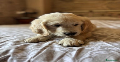 Golden Retriever perros - Propaganda 2