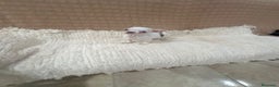 Chihuahua perros en venta: Chihuahua toy  - Anuncio 4