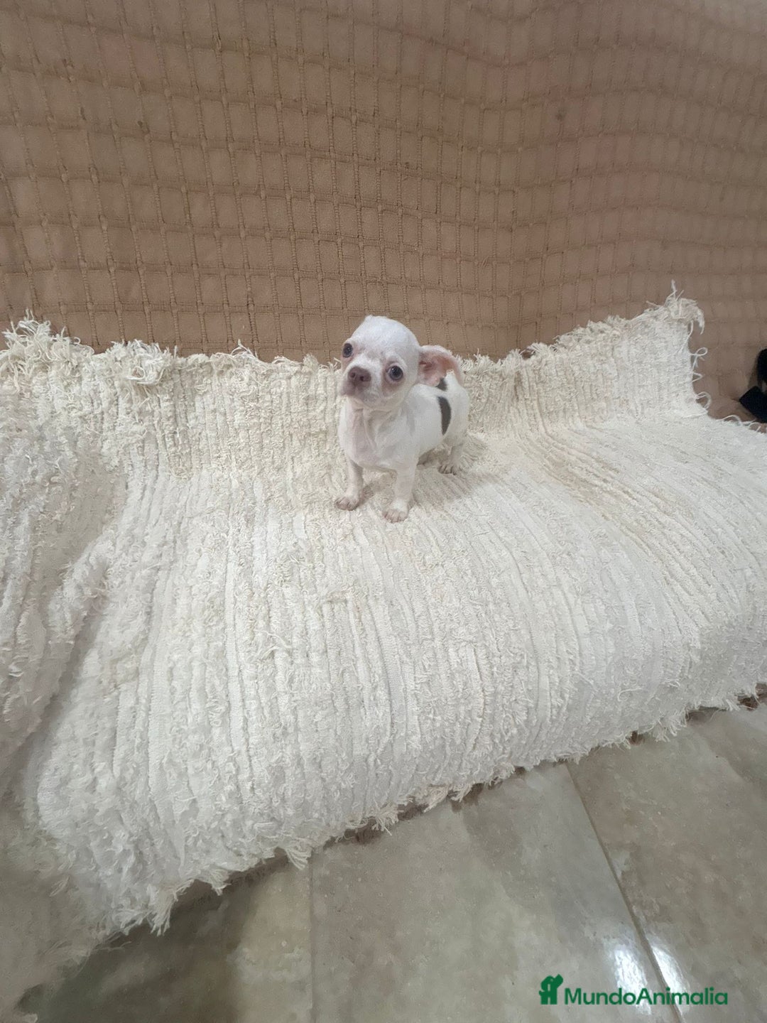 Chihuahua perros en venta: Chihuahua toy  - Anuncio 4