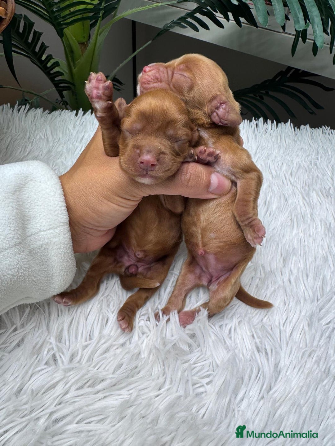 Cocker Spaniel Inglés perros en venta: COCKER SPANIEL INGLES - Anuncio 2