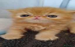 Persa gatos en venta: Gatito Persa Exotico Pura Raza - Imagen 3