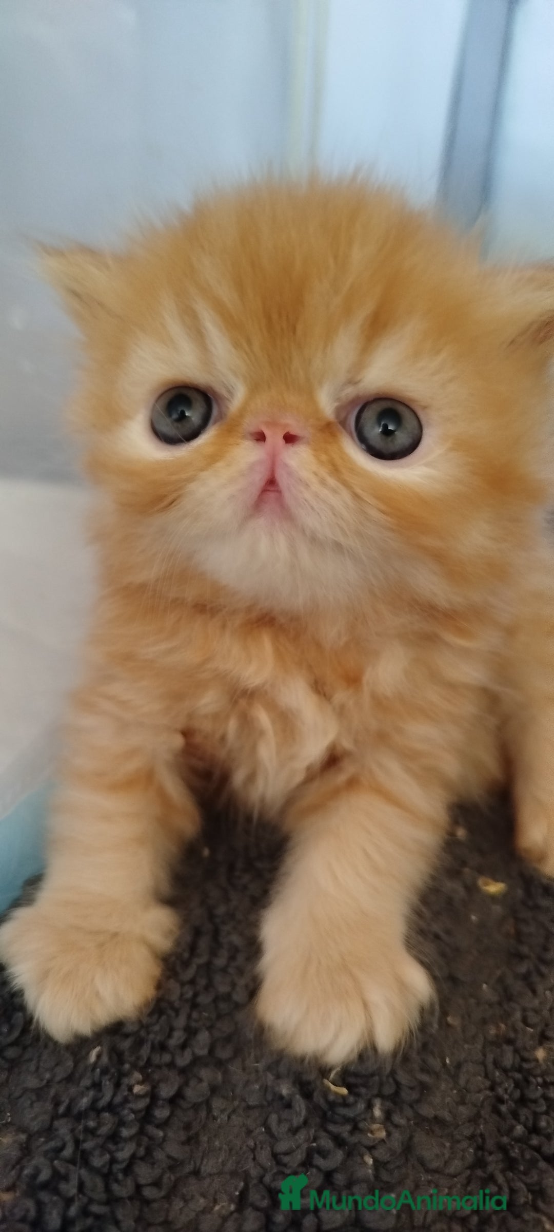 Persa gatos en venta: Gatito Persa Exotico Pura Raza - Imagen 3