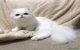 Persa gatos en venta: Persas blancos - Imagen 1
