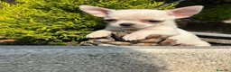Chihuahua perros en venta: Chihuahua Toy blanco !!!!! - Anuncio 6