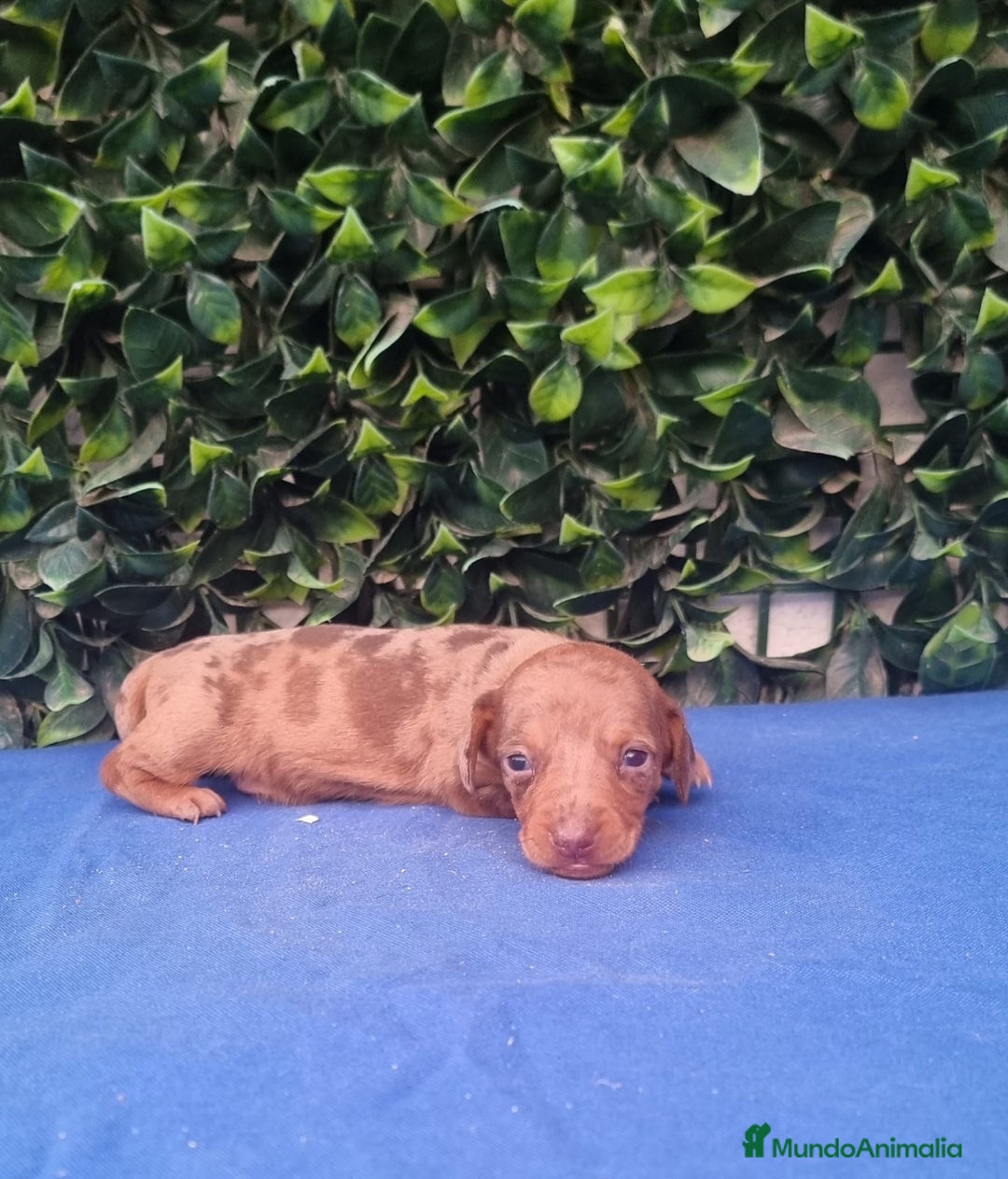 Teckel Miniatura perros en venta: Teckel Miniatura para entregar 4 semanas  - Anuncio 1